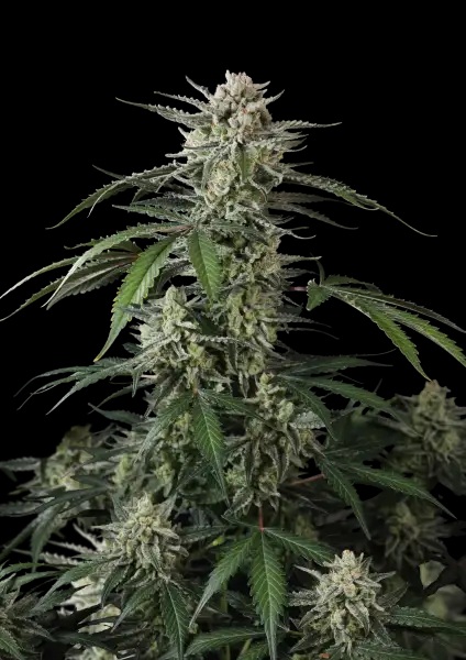 banana_guava_auto - Hampuukia Mature cannabis plant with dense frosty buds and serrated leaves against a black background.
