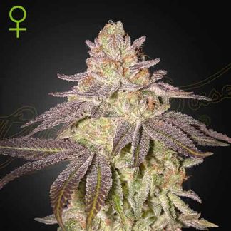 Close-up of a frosty cannabis bud with purple-tinged leaves on a dark background; a green female symbol in the corner.