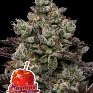 Caramel Apple Drip