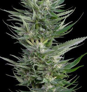 Fruity Durban F1