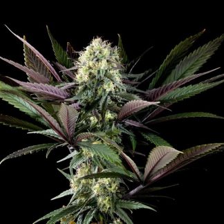 Apple Fritter
