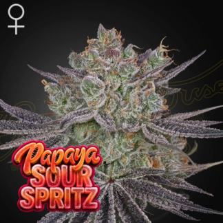 Papaya Sour Spritz