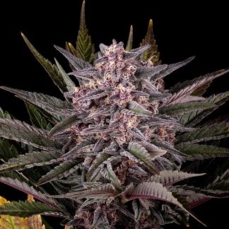 Pink Gelato