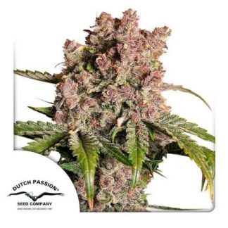 Strawberry Soda AUTO